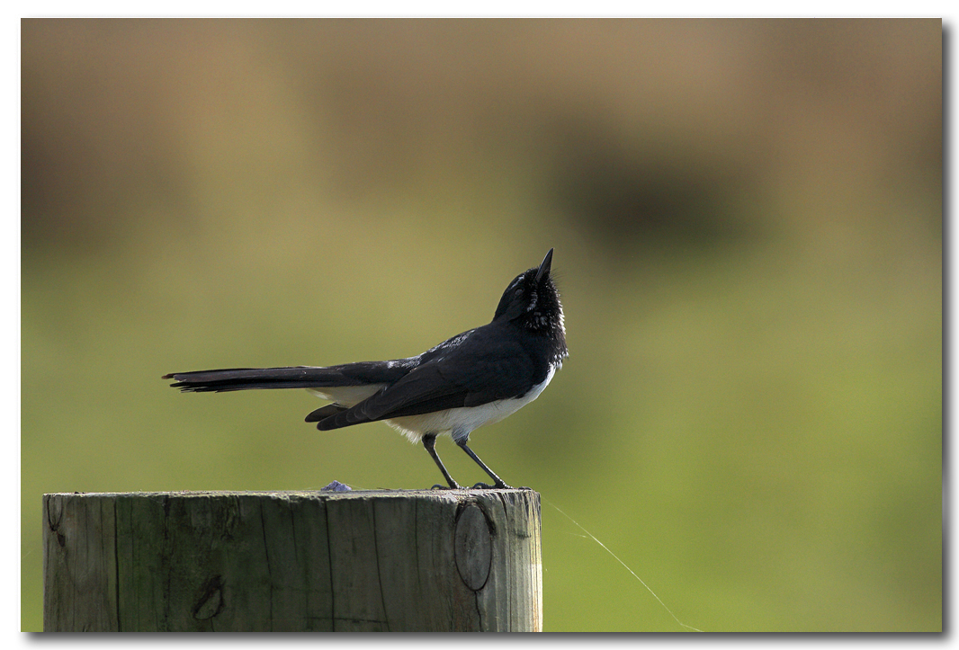 Willy Wagtail 