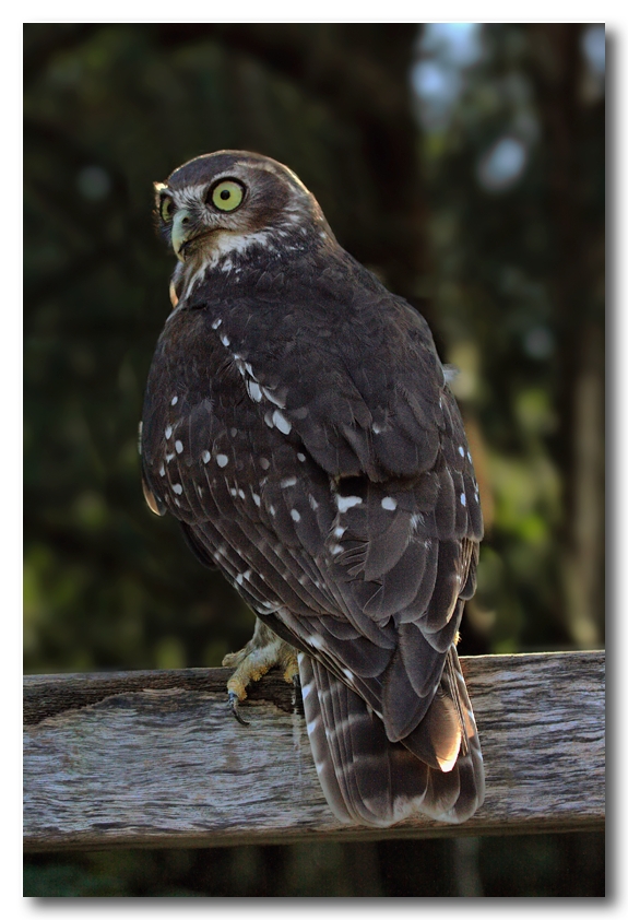Barking Owl 