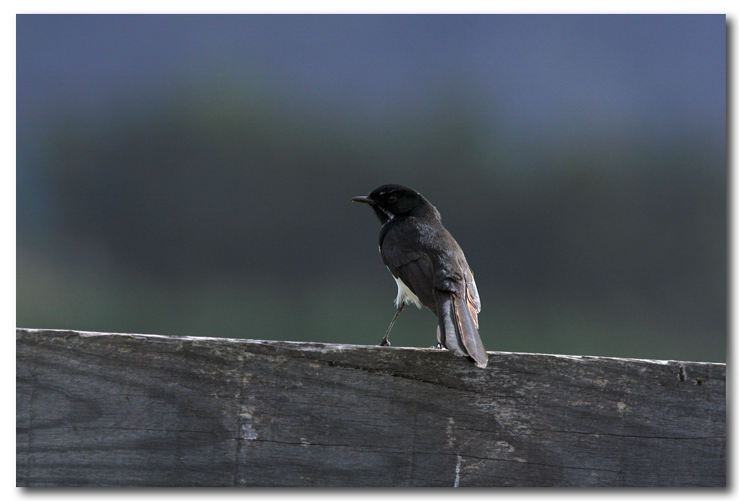 Willy Wagtail 