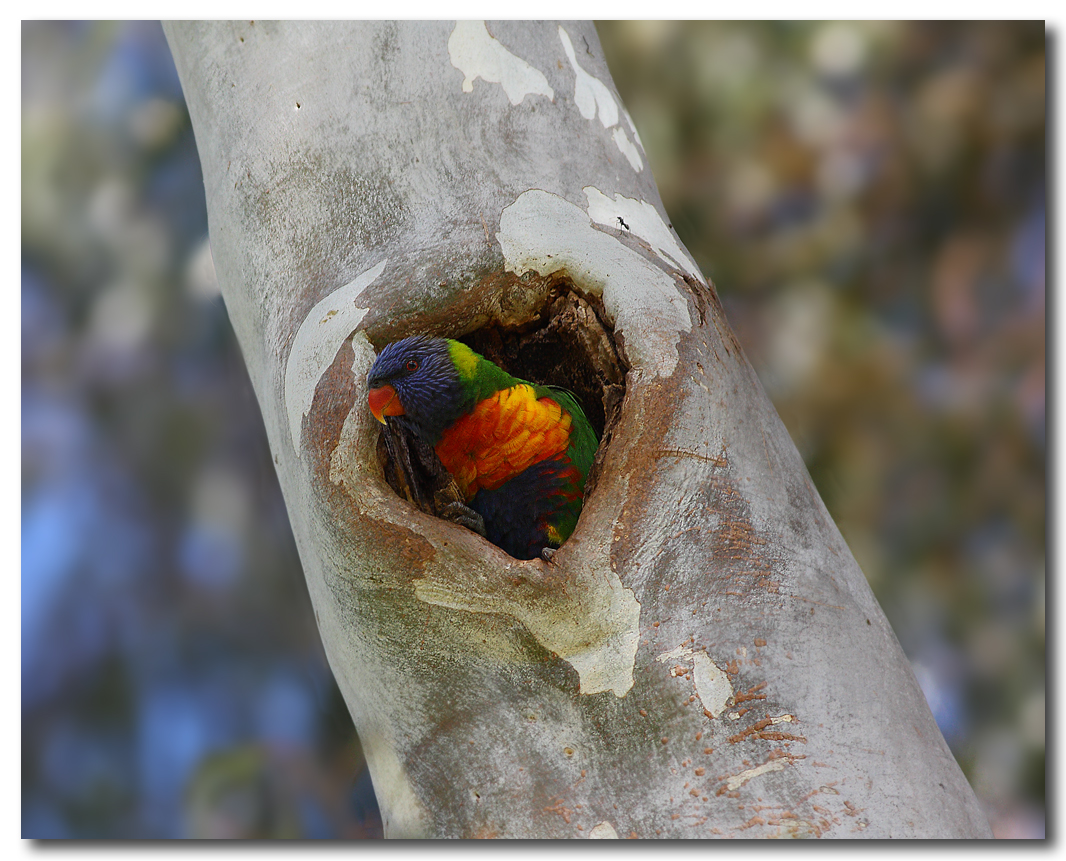 Rainbow Lorikeet 