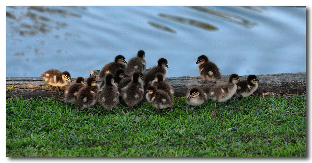 Ducklings