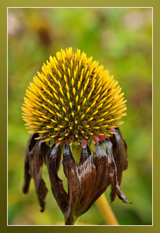 Echinacea