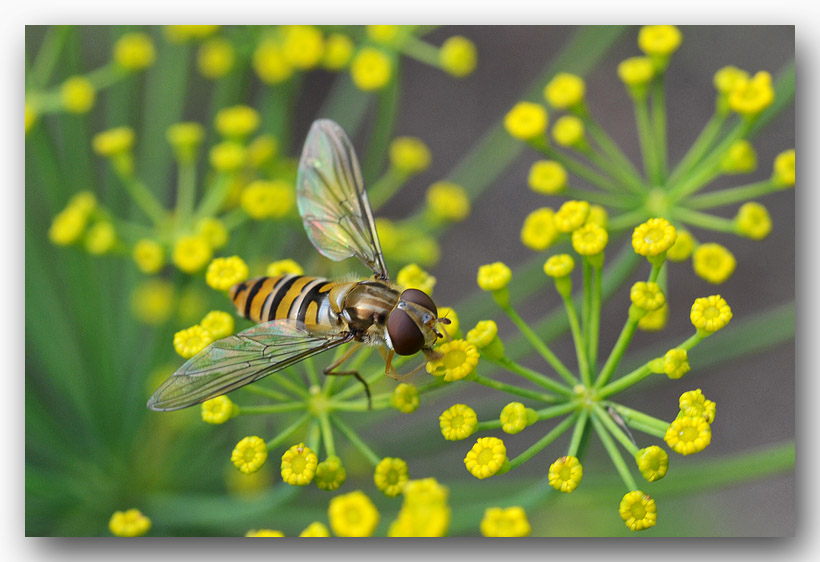 Zweefvlieg (Syrphidae) macro