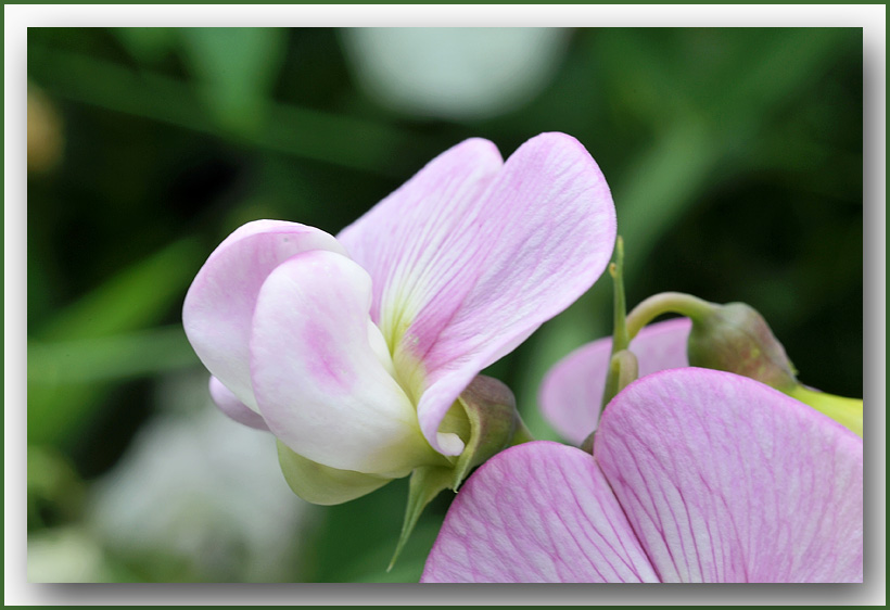 Lathyrus odoratus - Reukerwt / pronkerwt