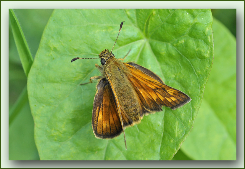 groot dikkopje (Ochlodes sylvanus)