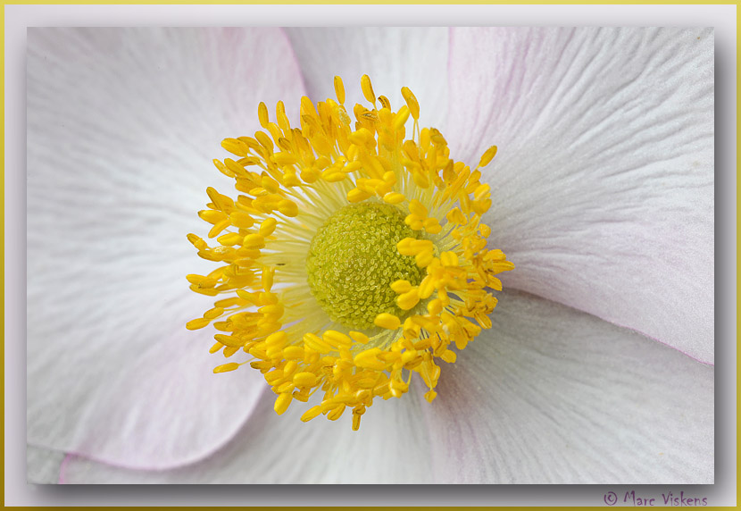 Anemoon (Anemone) close-up