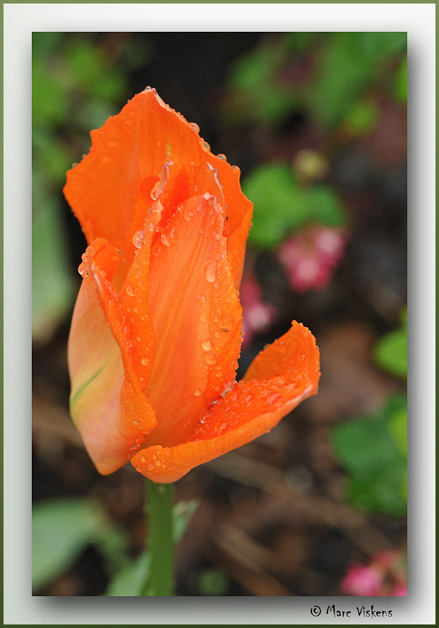 tulip with waterdrops