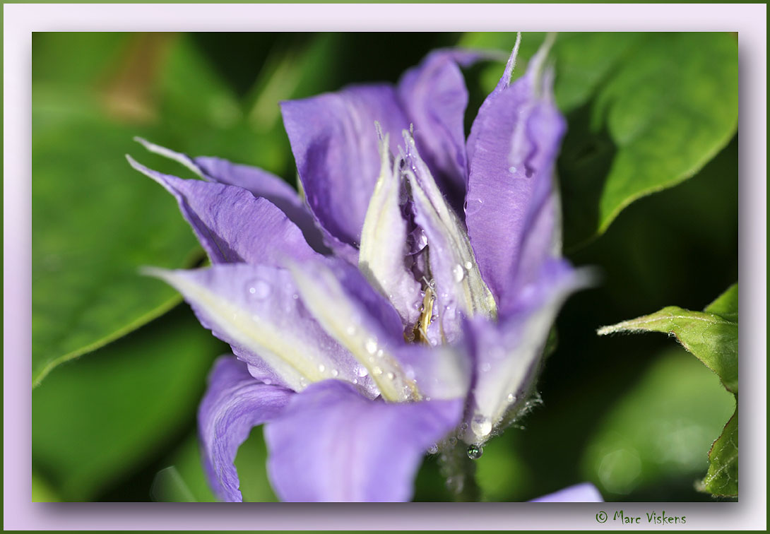 clematis