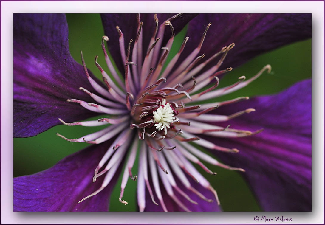 clematis heart close-up