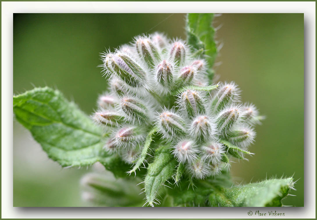 Bernagie (Borago officinalis)