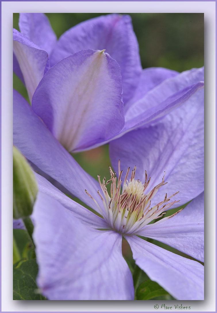 clematis close-up