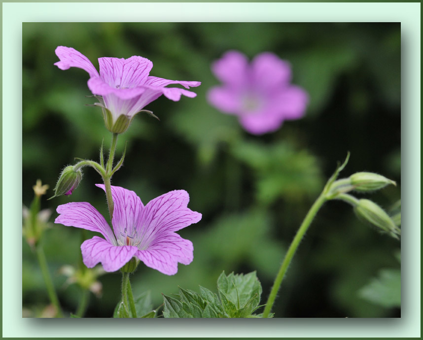 geraniums