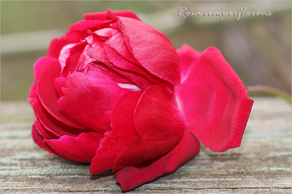 Rosa semperflorens