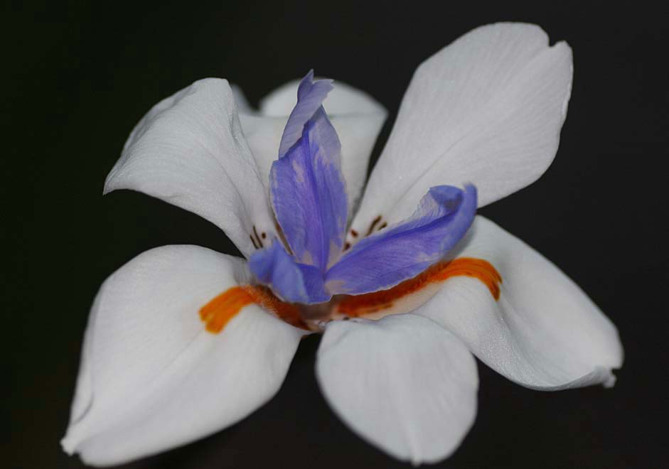 Wild Iris