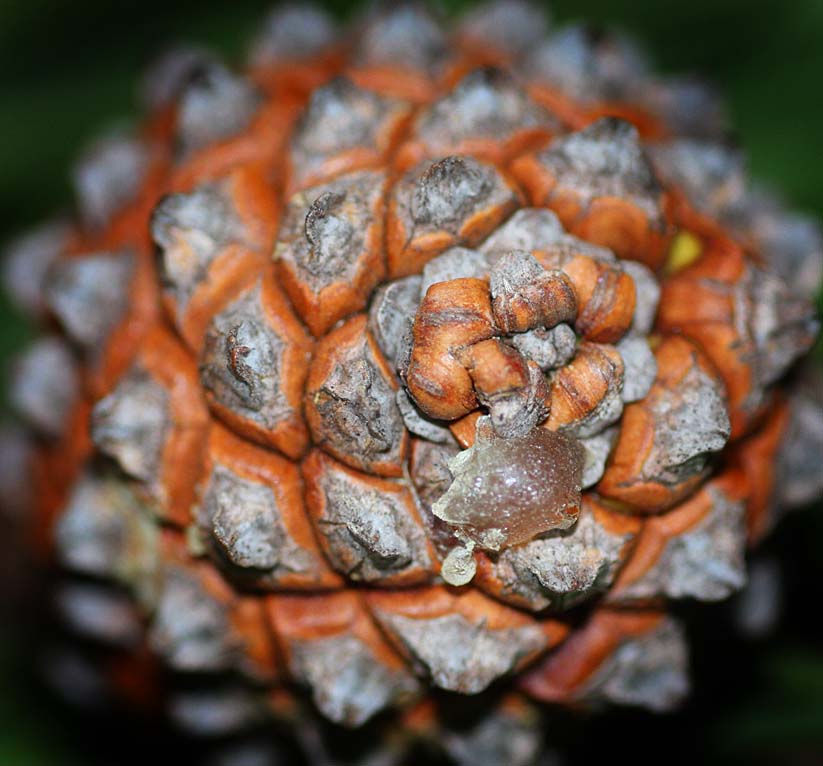 Fibonacci effect