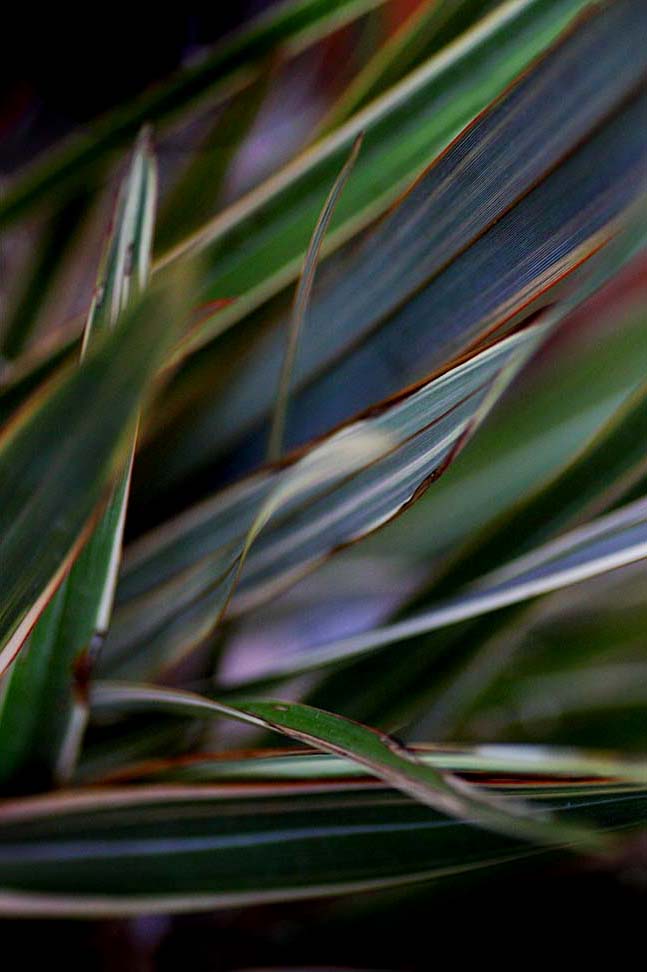 Flax