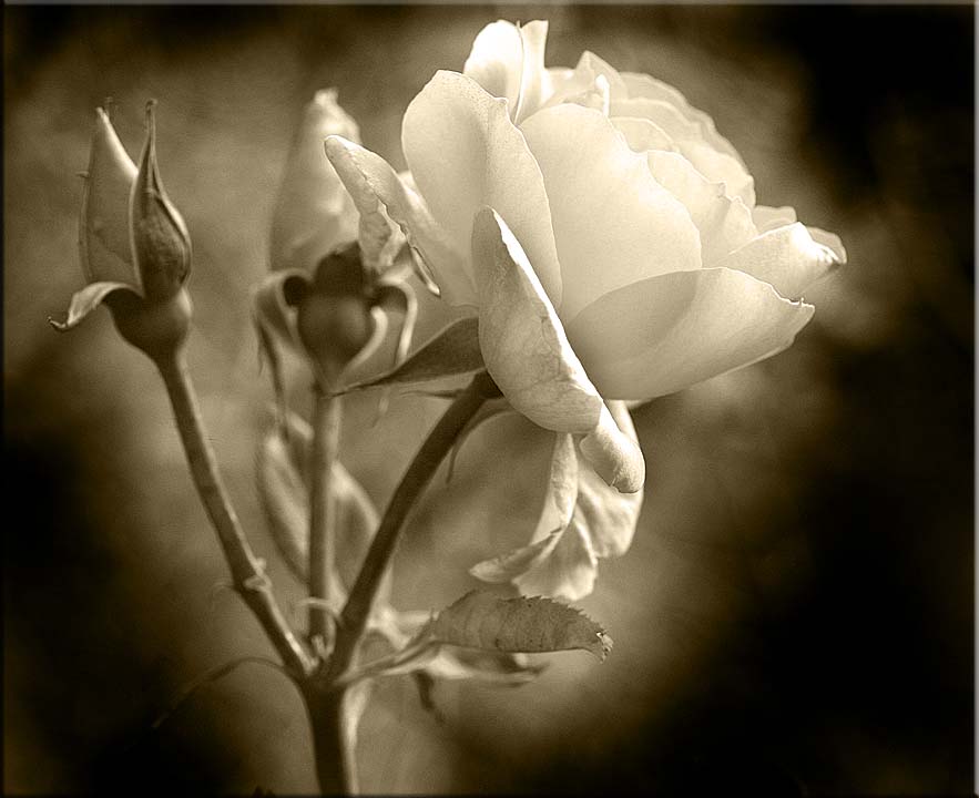 De-saturated rose in sepia