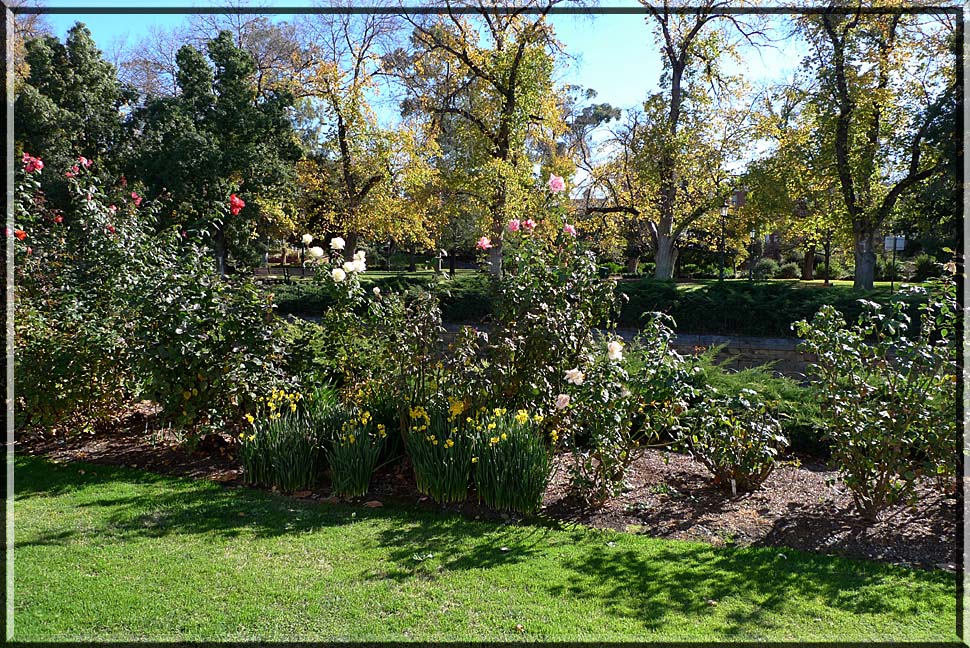 Display of roses and jonquils