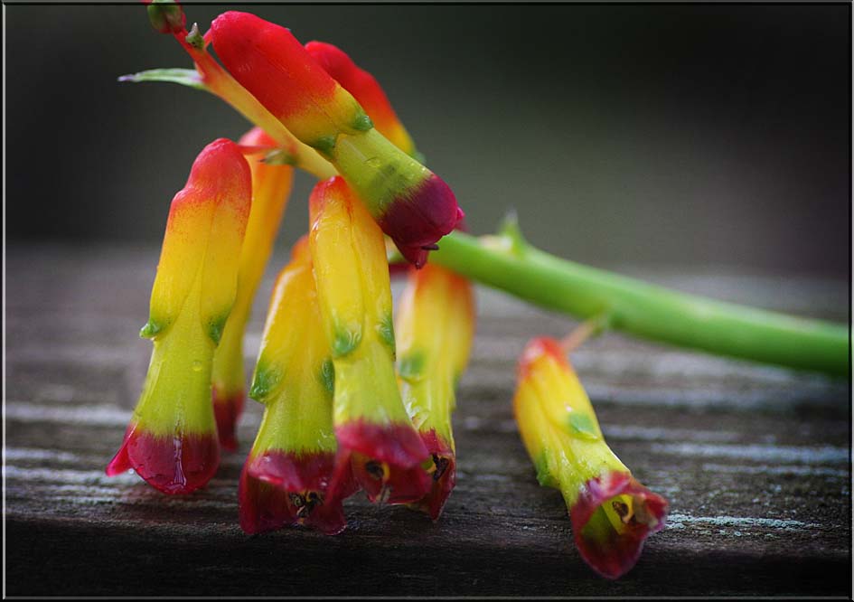 Lachenalia quadrifolia
