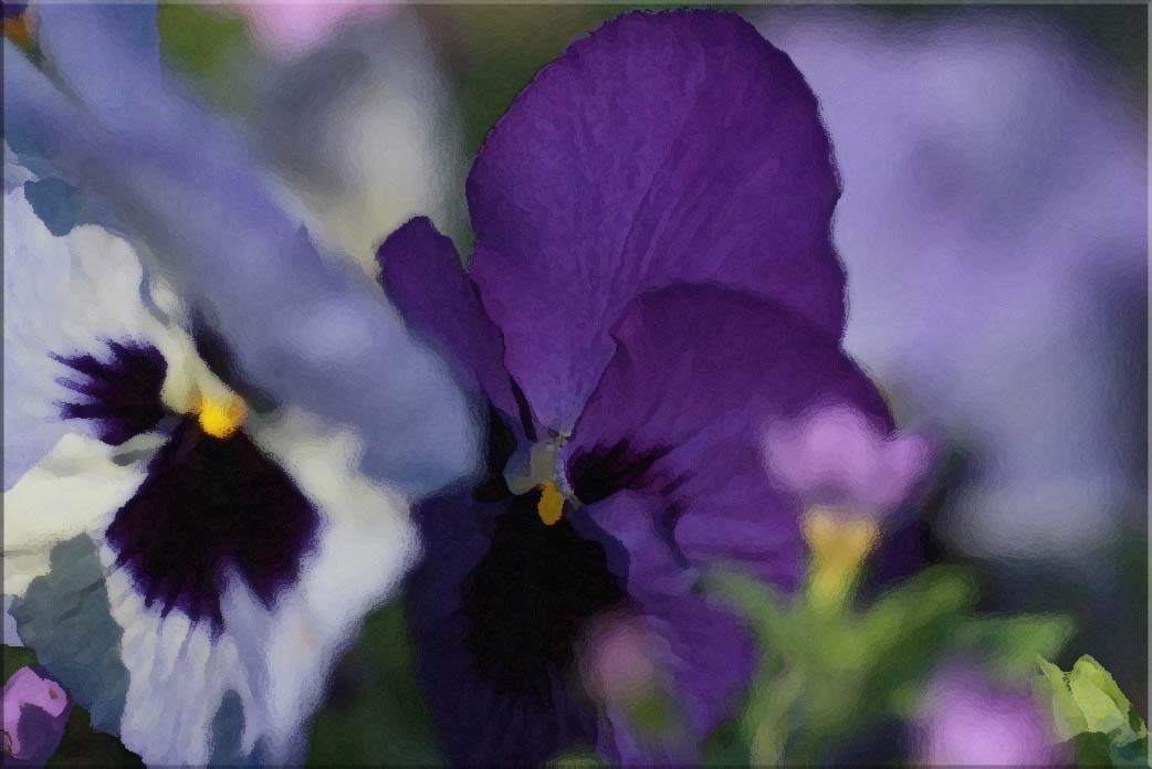 Blue pansies