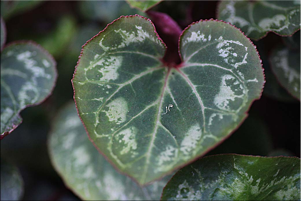Heart shaped leaves