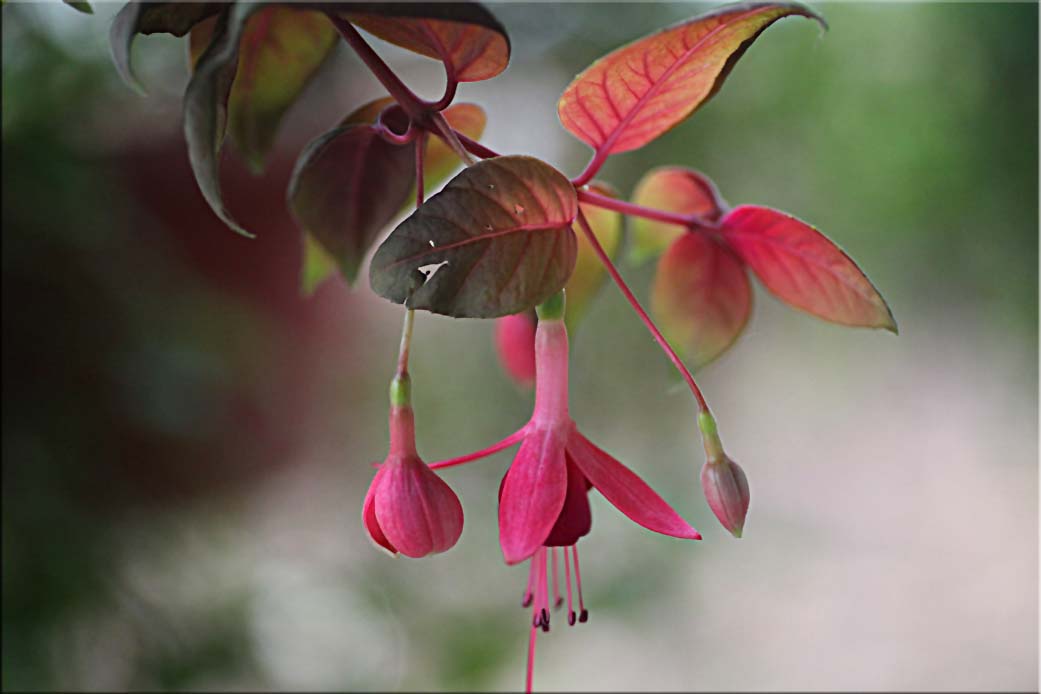 Battered heart in the garden