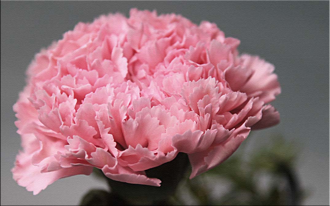 Carnation