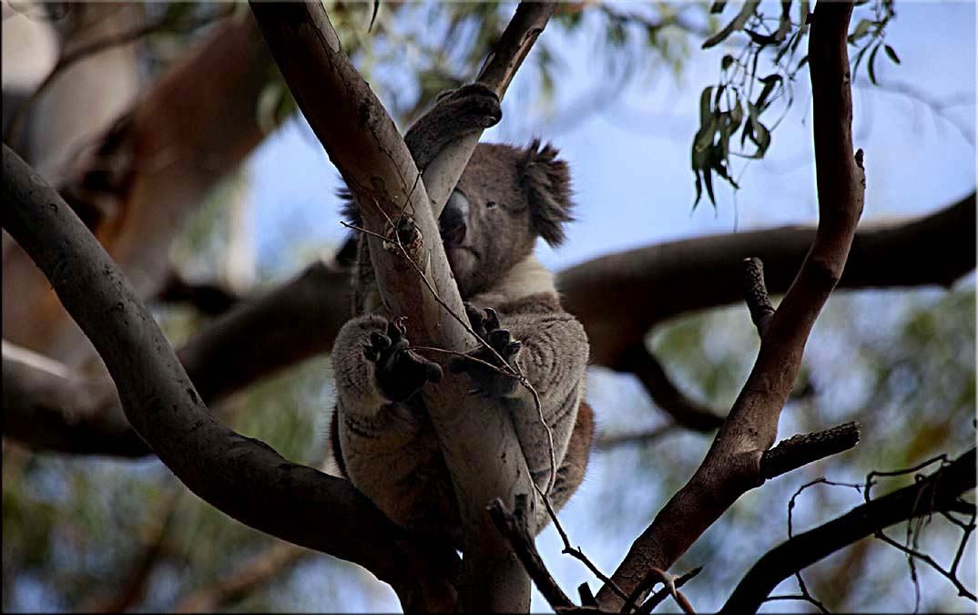 Wildlife in the garden