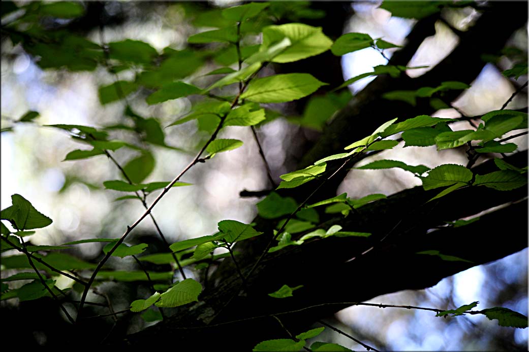 Favourite tree