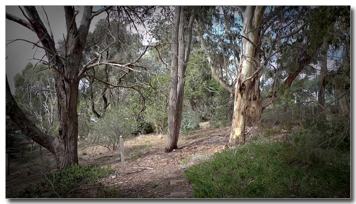 Pathway to mini arboretum