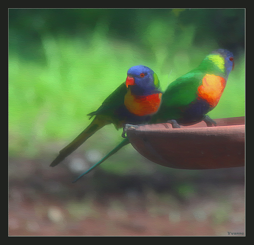 Lorikeets on the seed dish