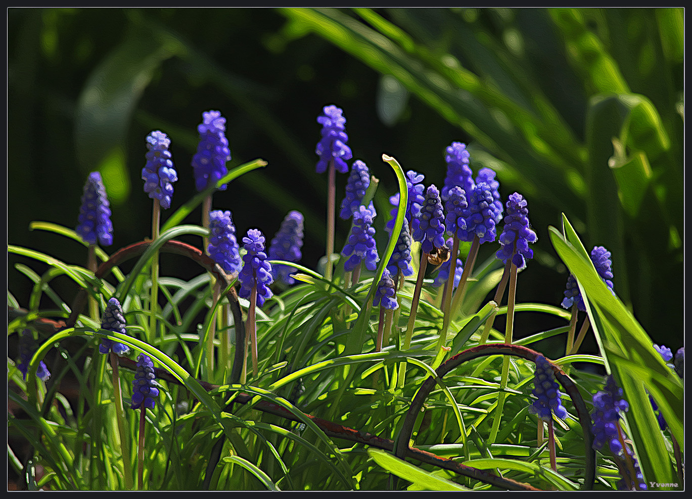 Grape Hyacinths