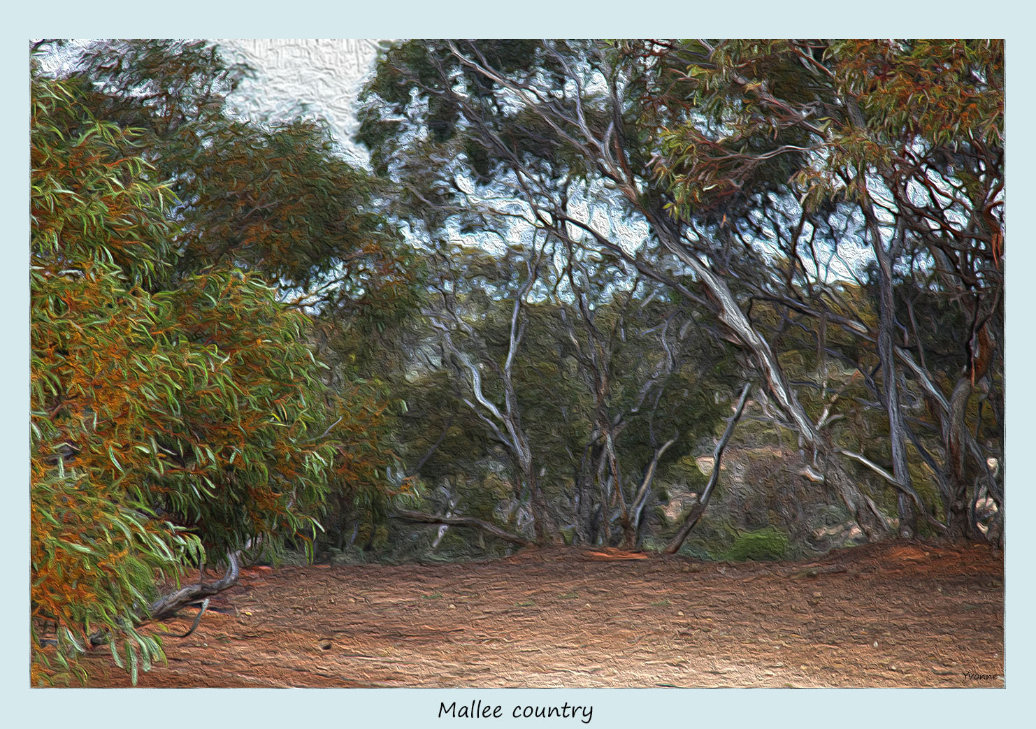 Mallee gumtrees