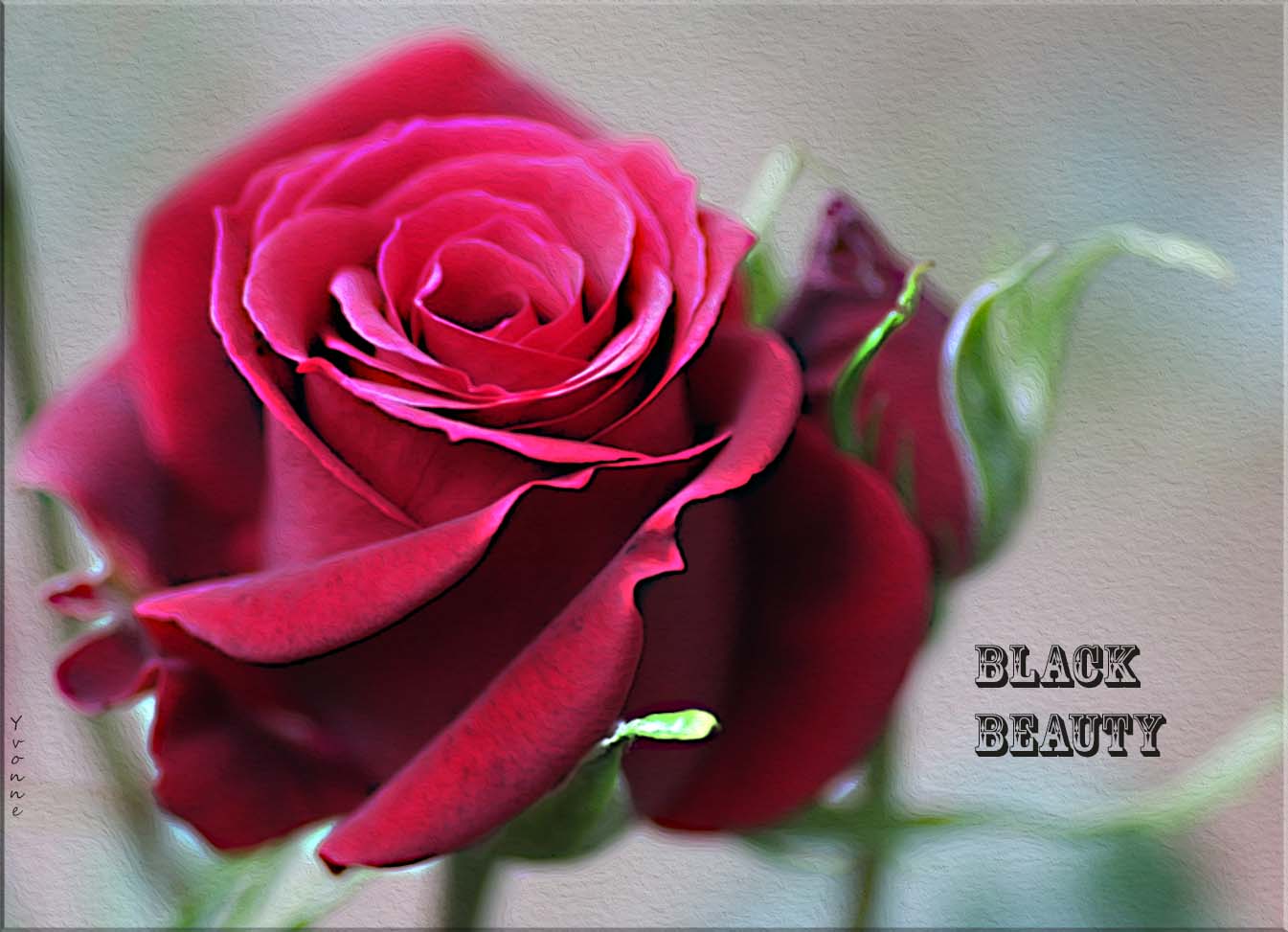 Black Beauty and bud