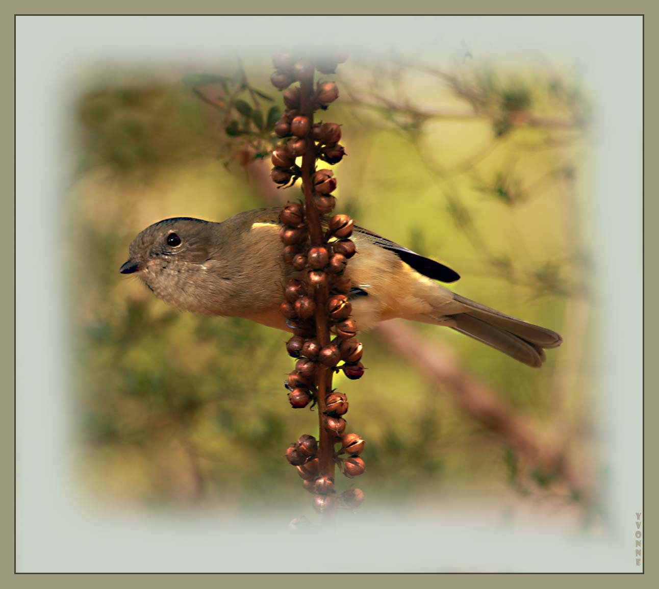 Golden Whistler