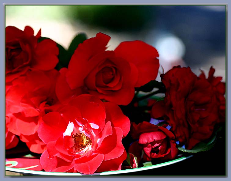 Dish of red roses