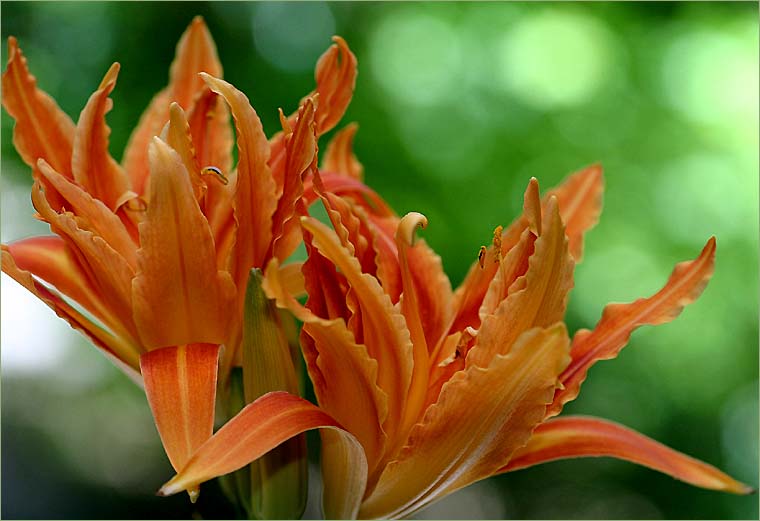 Double orange daylily
