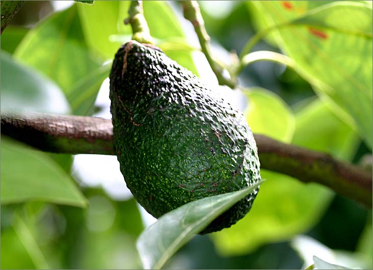 Avocado on an avocado tree