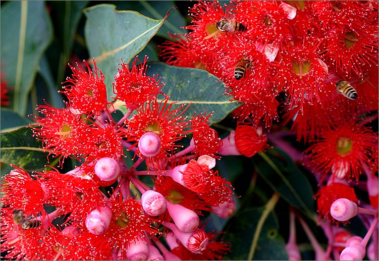 Corymbia ficifolia  (red flowering gum)