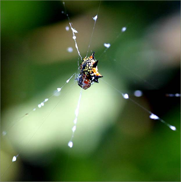 Something odd in a spider web