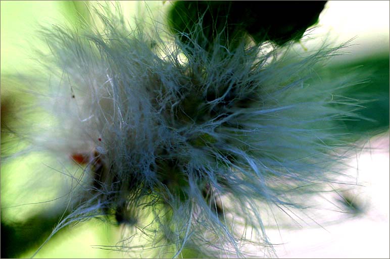 Milk thistle seedhead