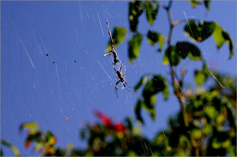 Spider & web