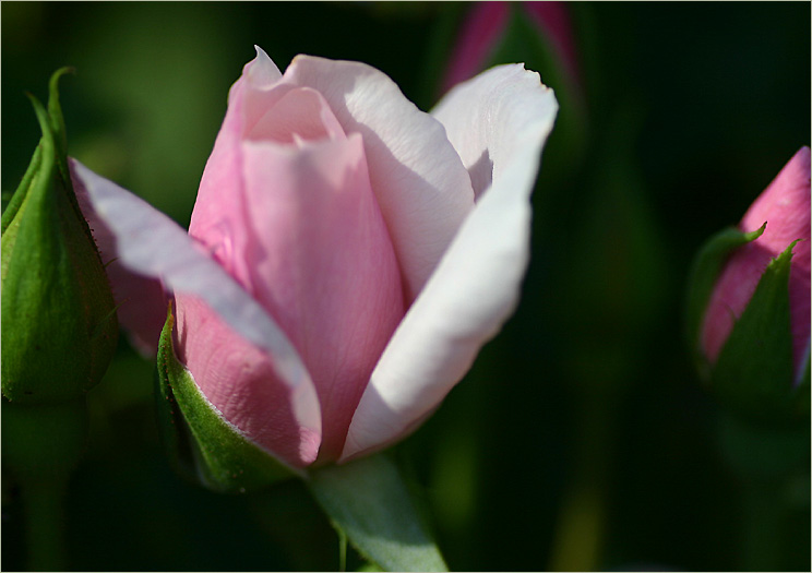 Souvenir de St. Anne's rosebuds