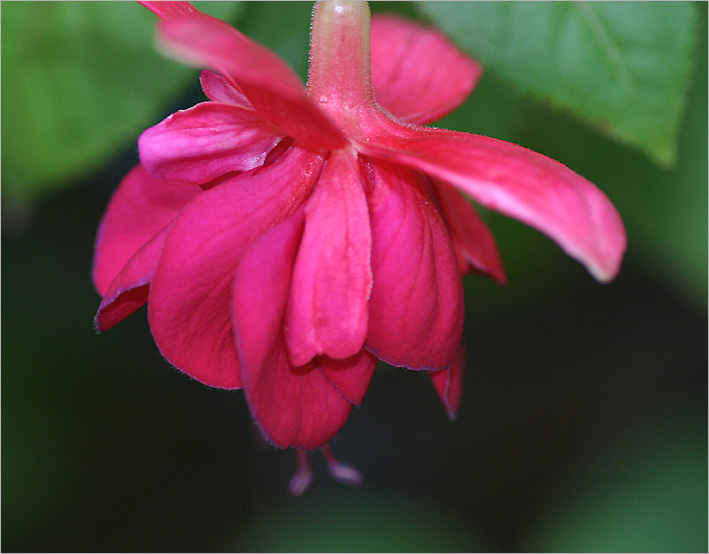 Deep pink fuchsia