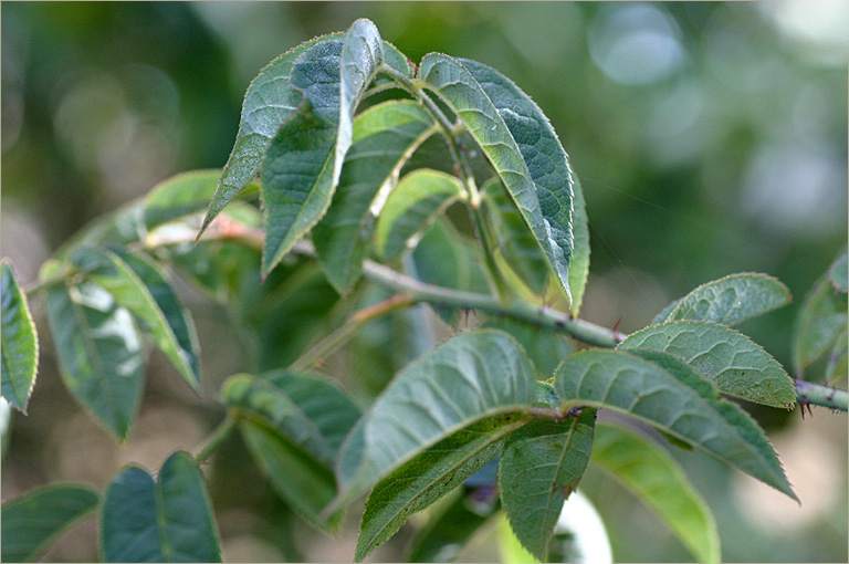 Rose leaves in the morning sunlight