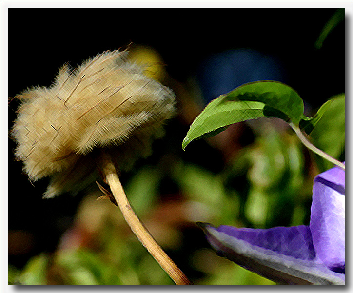 Flower leaf and seedhead of clematis
