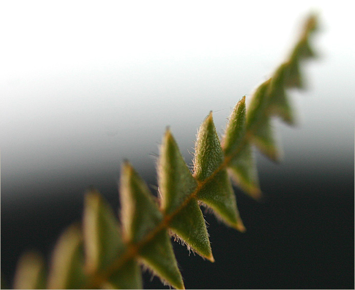 Banksia leaf