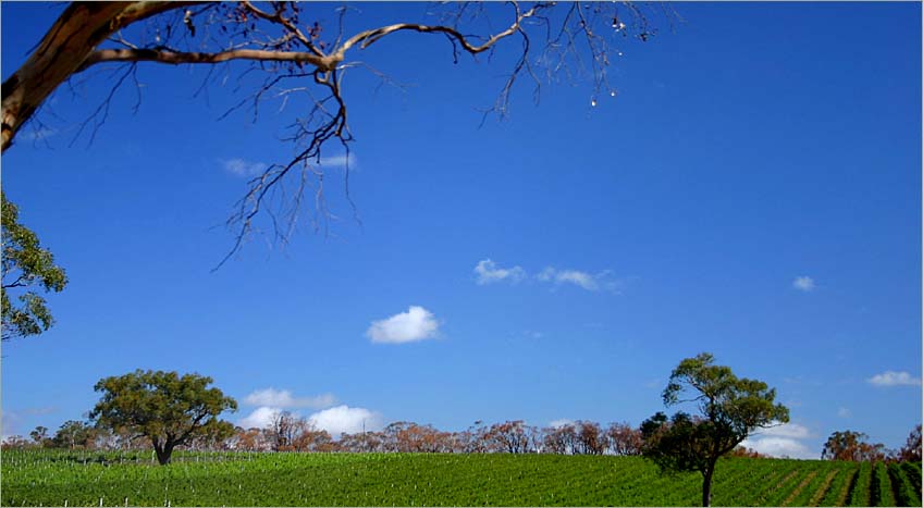 Survival of  vineyards from the ravages of a summer bushfire...