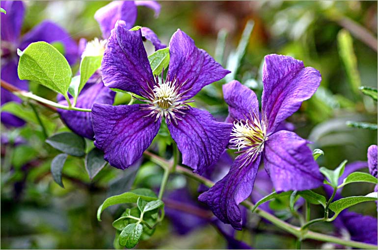 Clematis viticella Polish Spirit