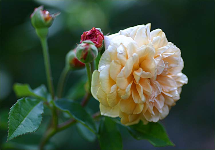 Buff Beauty and cluster of buds